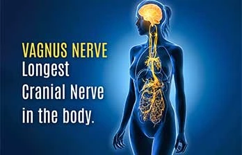 Vagus Nerve