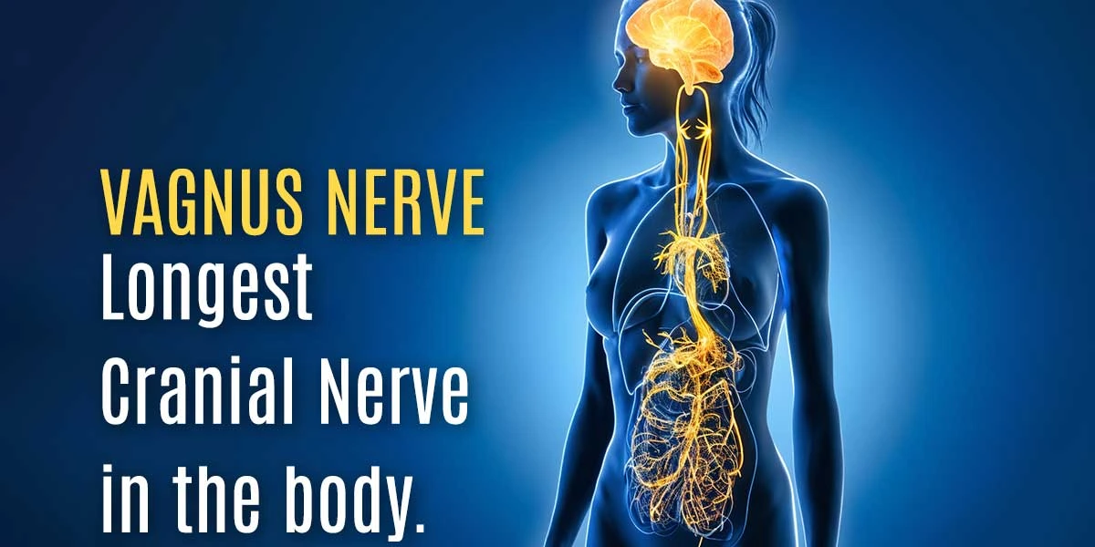 Vagus Nerve